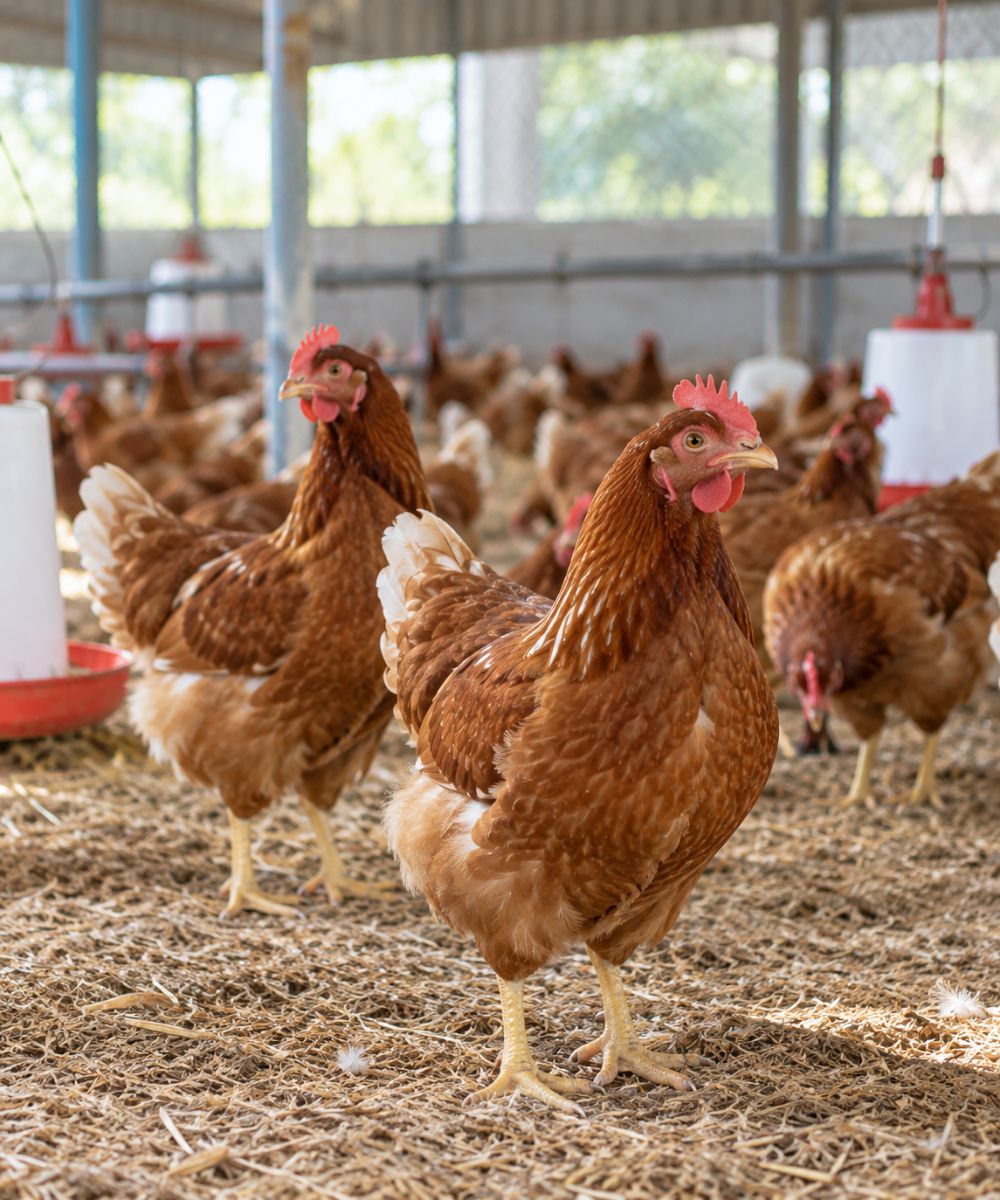 Livestock and agricultural farm